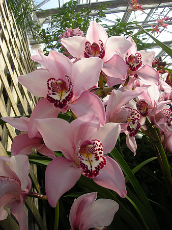 Cymb-PinkChampagne-07