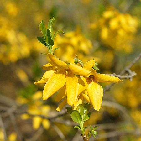 Forsythia