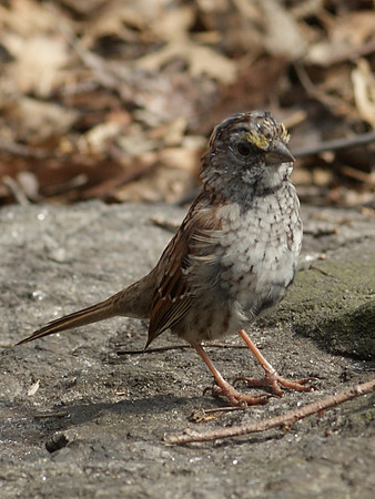 sparrow in action (6)