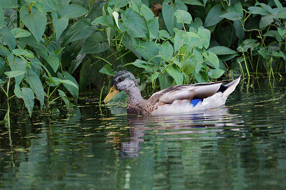 Duck, Turtle Pond