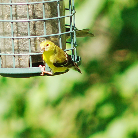 Goldfinch at Traveler Books