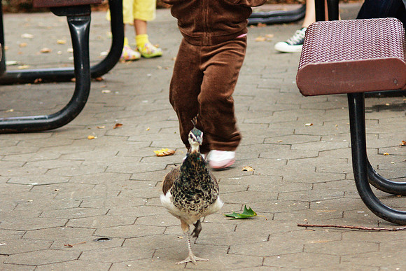 Chasing a Peahen, Bronx Zoo