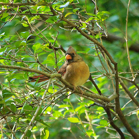 Cardinal, Central Park