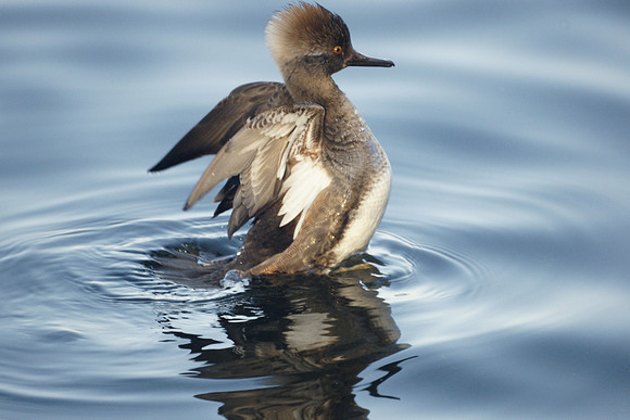 Hooded Merganser, Central Park Reservoir