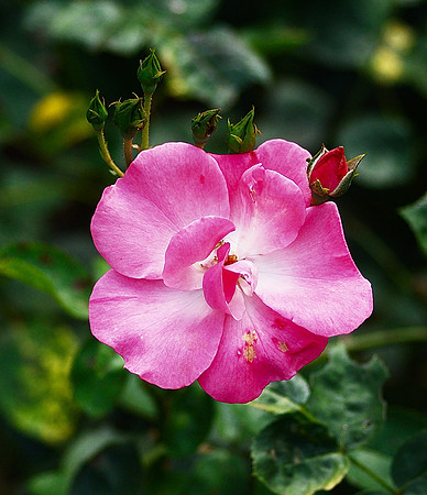 Rose and Buds, Brooklyn Botanic Garden