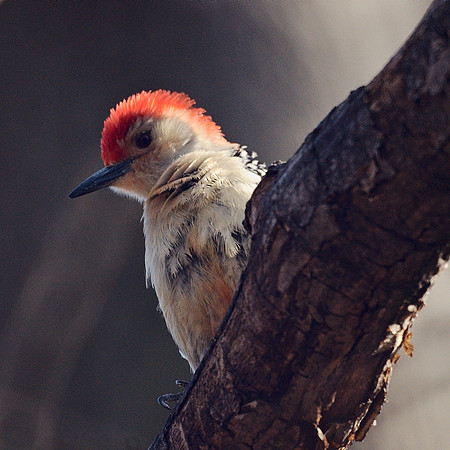 fluffy woodpecker