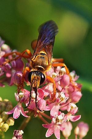 Great Golden Digger Wasp, Central Park, NY