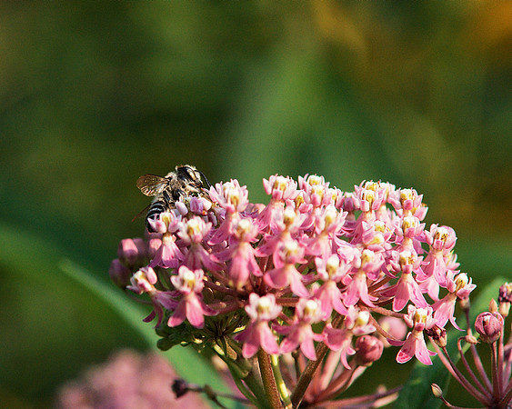 at work in the garden of bokeh