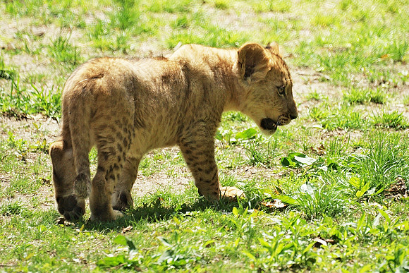 Lion Cub, Bronx Zoo