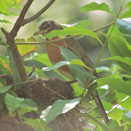 Robin at nest, Central Park