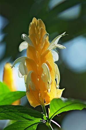 Golden Shrimp Plant