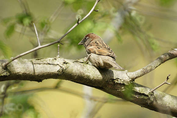 House Sparrow, NY Botanical Garden