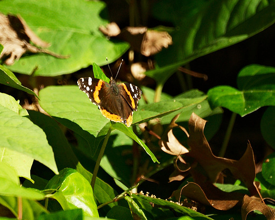 Red Admiral butterfly, Central Park