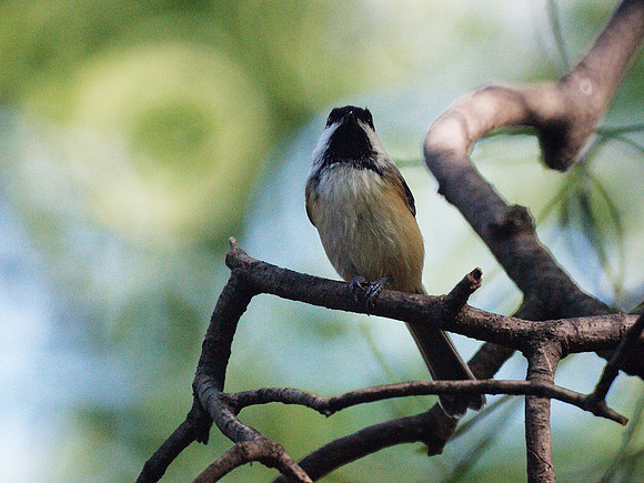 Black-capped Chickadee, Central Park