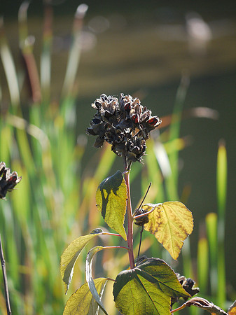 At Turtle Pond