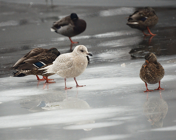 Iceland Gull and Mallards, Central Park Lake