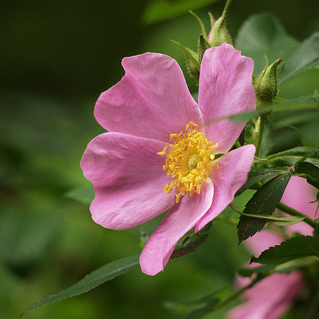 Is a rose