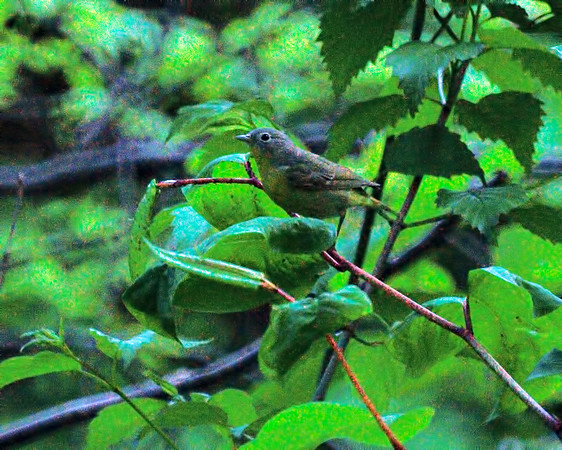Nashville Warbler, Central Park