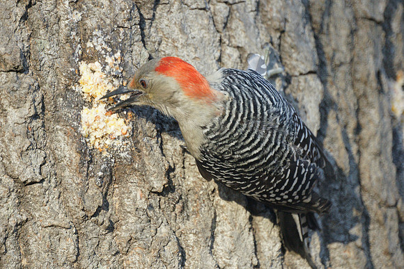 Red-Bellied Woodpecker, Central Park