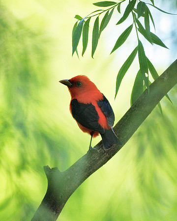 Scarlet Tanager, Central Park