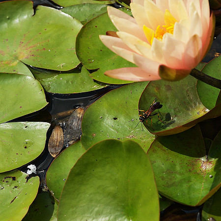 Mud Dauber Wasp and Water Lily