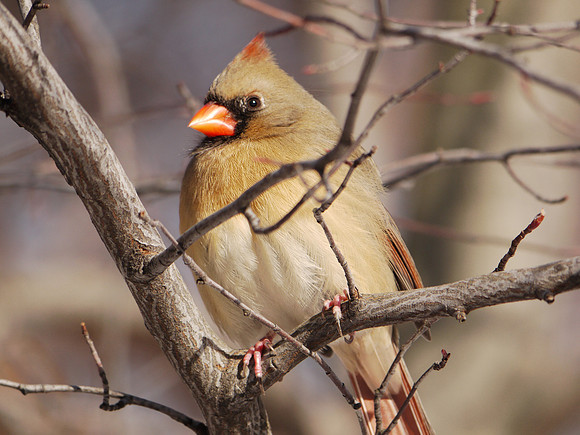 Cardinal, Central Park