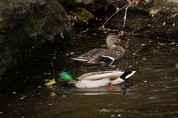 Mallards, Central Park