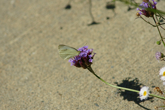 Cabbage White butterfly