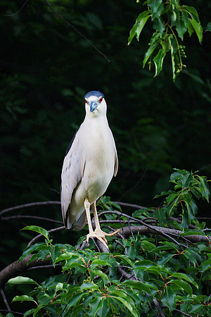 Black-Crowned Night Heron