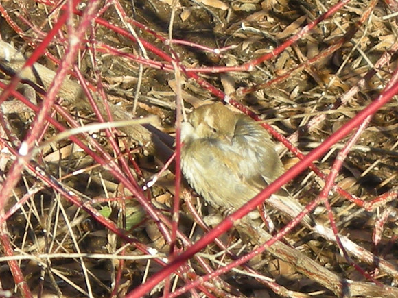 sparrow