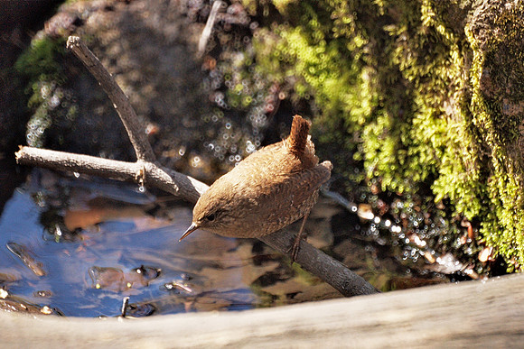 Winter Wren, Central Park
