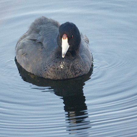 American Coot, Central Park Reservoir