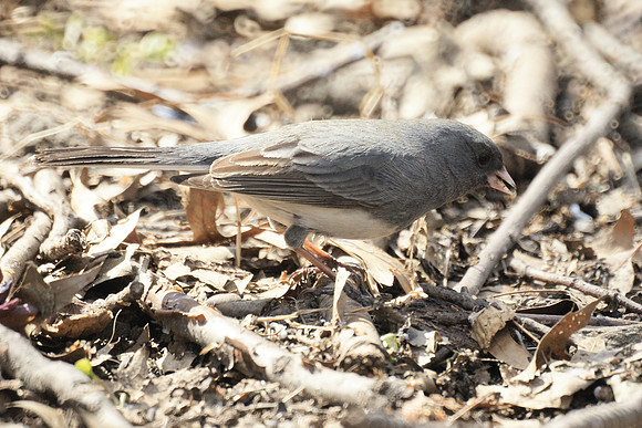 Junco, Central Park