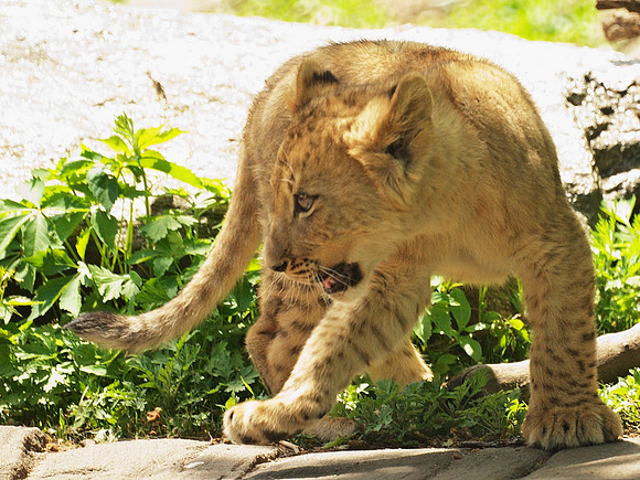 Lion cub, Bronx Zoo