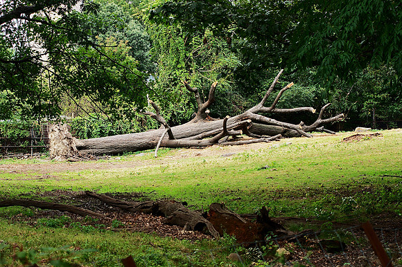 Uprooted Tree, Bronx Zoo