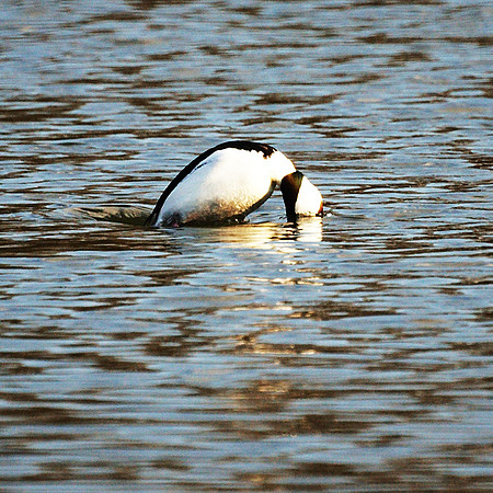 Bufflehead diving