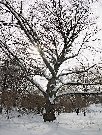 Winter, near Greywacke Arch