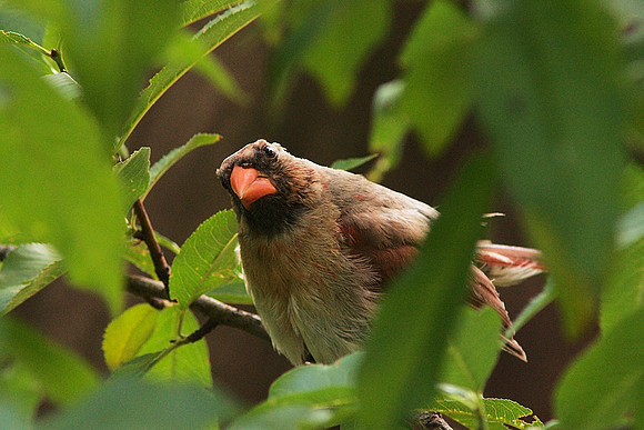 the cardinal attitude