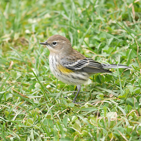 Yellow-Rumped Warbler, Central park