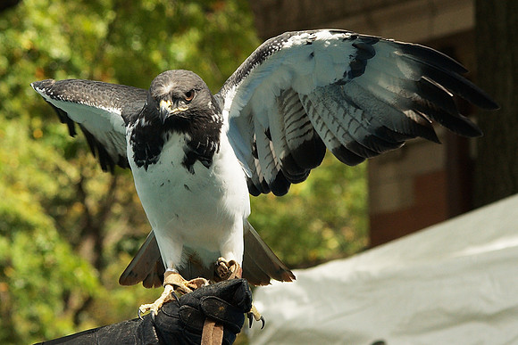 African Buzzard, Bronx Zoo
