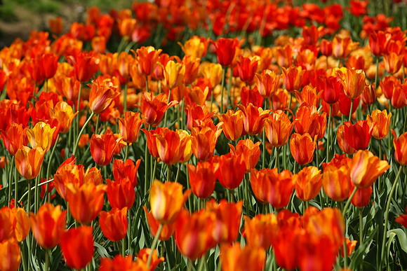 Tulips, Brooklyn Botanic Garden