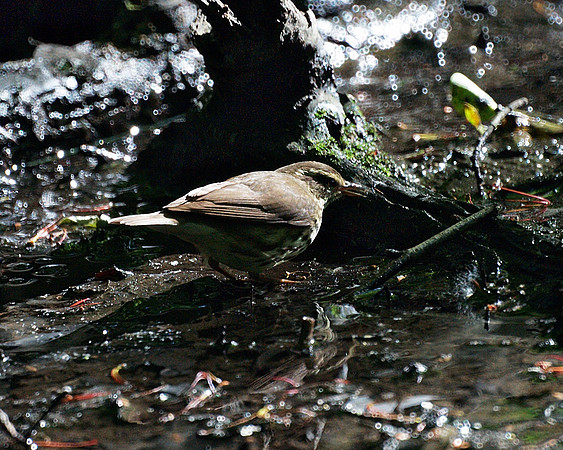 Northern Waterthrush