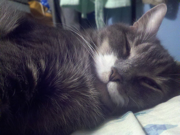 lucy reposant