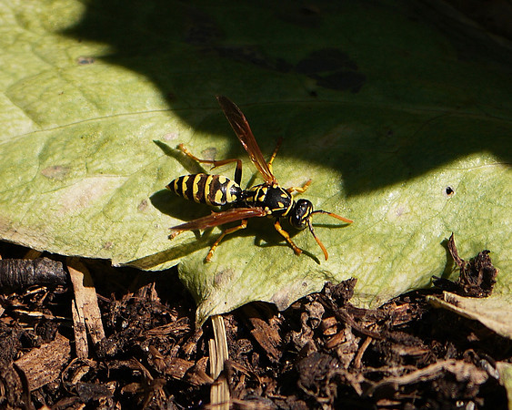 Wasp