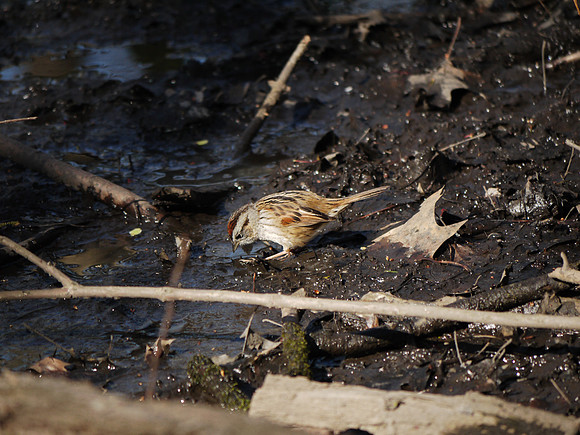 A walk in the morning / Swamp Sparrow