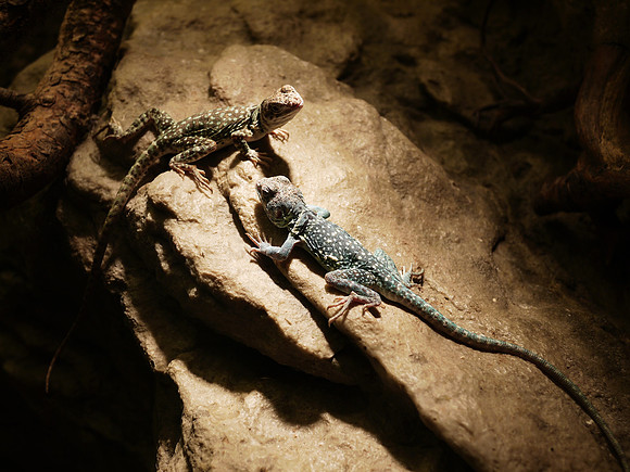 Collared Lizards, American Museum of Natural History