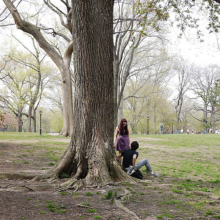 In Central Park, spring