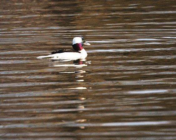 Shuffle off to Bufflehead