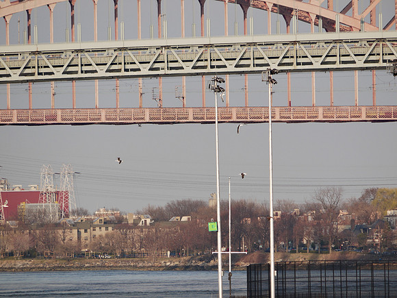 Hell Gate Bridge and Black-Backed Seagulls