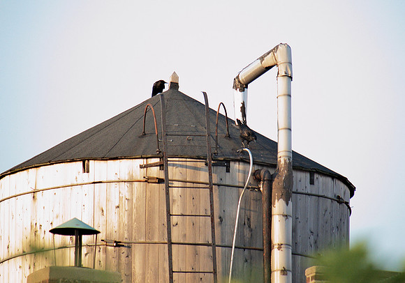 Crows on a water tank, Upper West Side